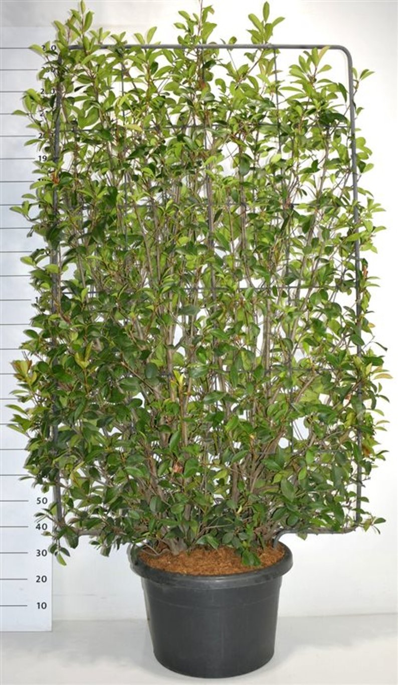 Glansmispel – Photinia fraseri 'Red Robin' - C60 200 cm. Scherm